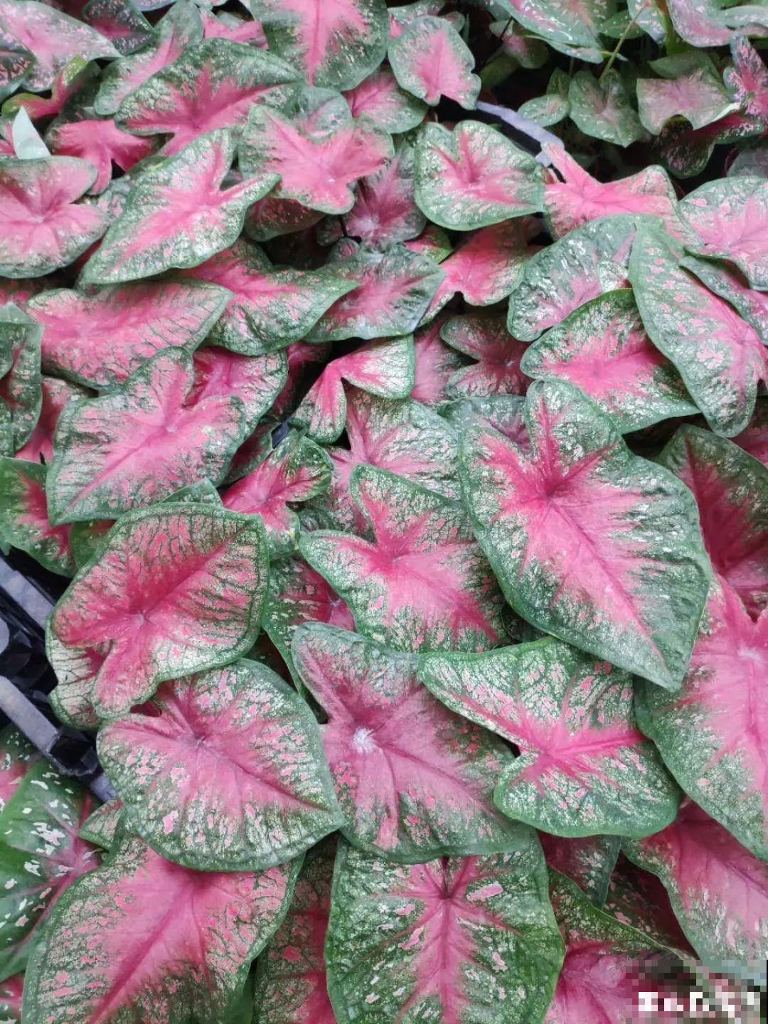 10种花,看着贵气有格调,实际价格很便宜 10种花,看着贵气有格调,实际价格很便宜