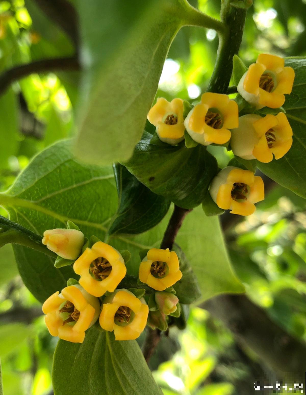 只赏花没意思?这3种果树最适合家中养殖,赏花吃果好运来 只赏花没意思?这3种果树最适合家中养殖,赏花吃果好运来