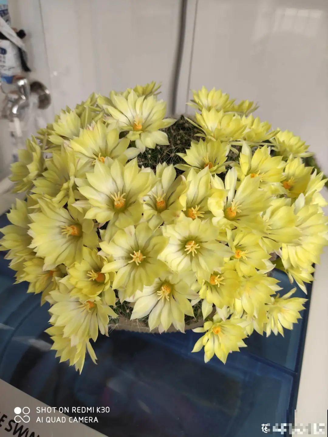 鲜艳多彩的彩草仙人球,开花特惊艳,像荷花一样美 鲜艳多彩的彩草仙人球,开花特惊艳,像荷花一样美