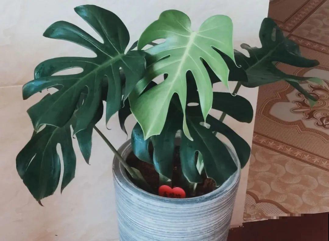 夏天养花，就怕乱浇水，千万不能积水