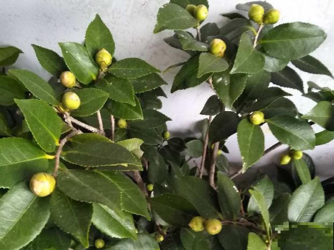 8月后，6种花别修剪，小心以后不开花