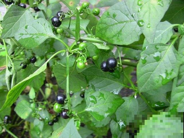 童年常见的20种花，城里很难见到，你认识几种