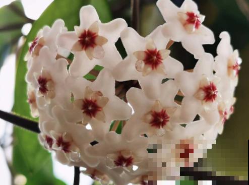 在家养棵爬藤花,开花多,还耐阴,适合新手 在家养棵爬藤花,开花多,还耐阴,适合新手