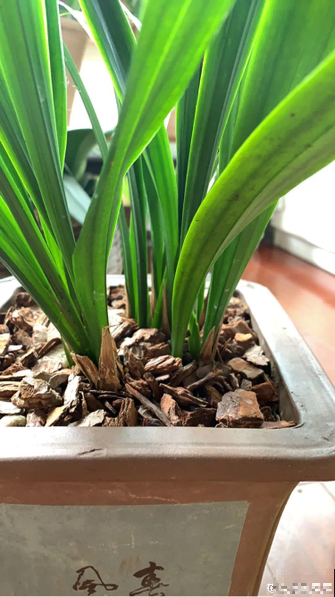 警惕秋老虎，别让你的花，度过夏天，却死在秋天