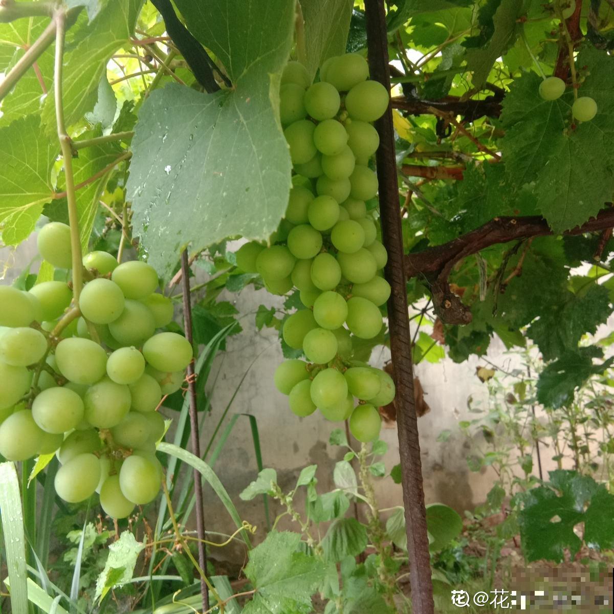 一棵葡萄树，做成天然遮阴棚，养殖省力又好打理