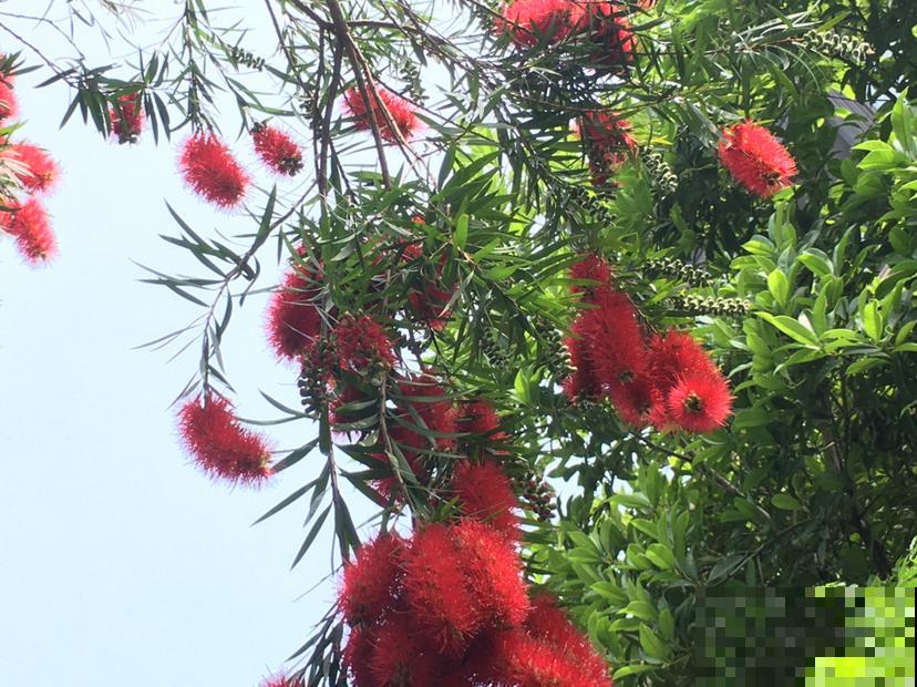 花束搭配必备！这5种花，做不了主花，没有它们却也不行