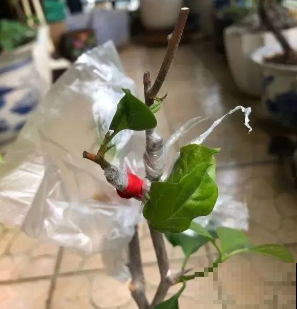 养了30年的玉树,扦插开出9色花,快来沾沾喜气 养了30年的玉树,扦插开出9色花,快来沾沾喜气