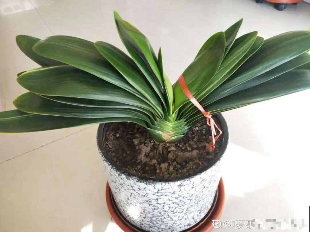 夏天养君子兰，要注意一个“懒”字，不然烂叶又烂芯
