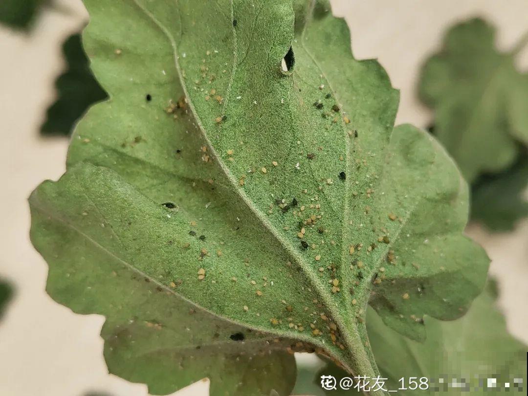 给花喂点小药片,植物开花多,越长越壮 给花喂点小药片,植物开花多,越长越壮