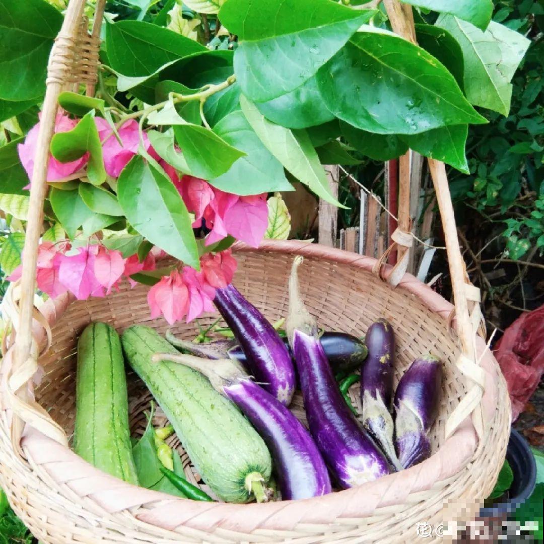 有个小院种种花，听风看雨，满眼花木