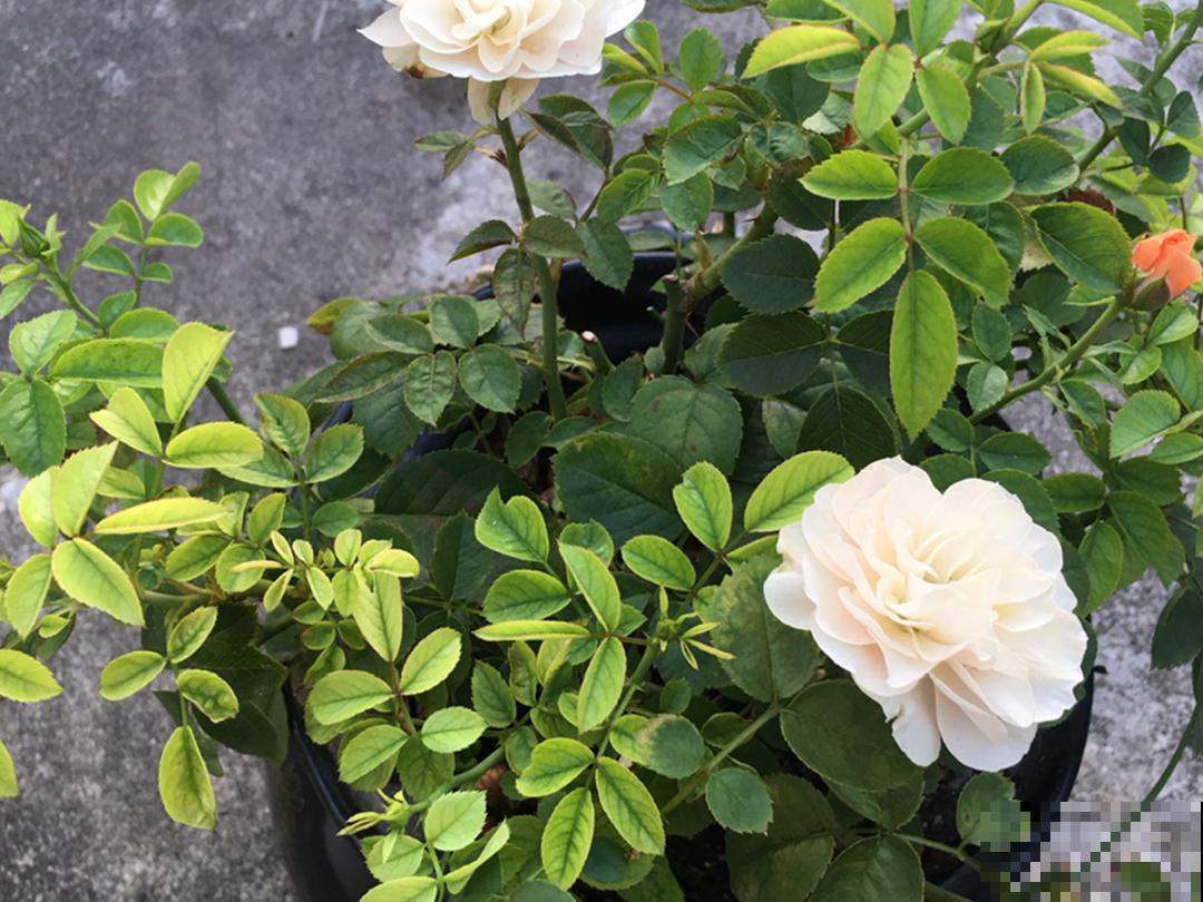 月季的8大黄叶原因，学会后巧避免，植株长得越来越好