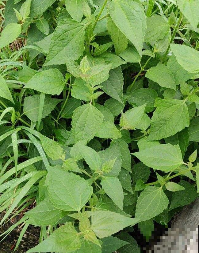 家门口长出这10种草，赶紧拔掉，不然会惹麻烦