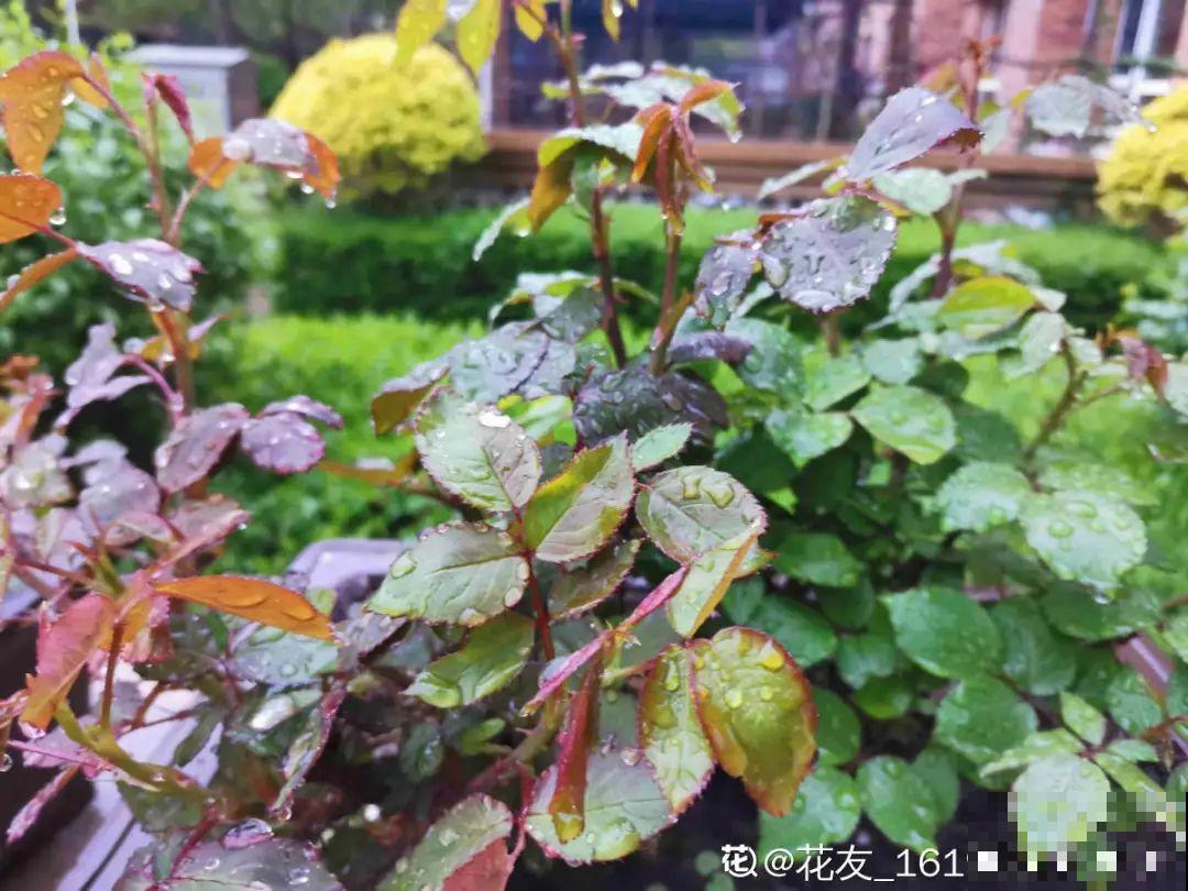 9种花，天热也要施肥，否则活不长，越养越差劲