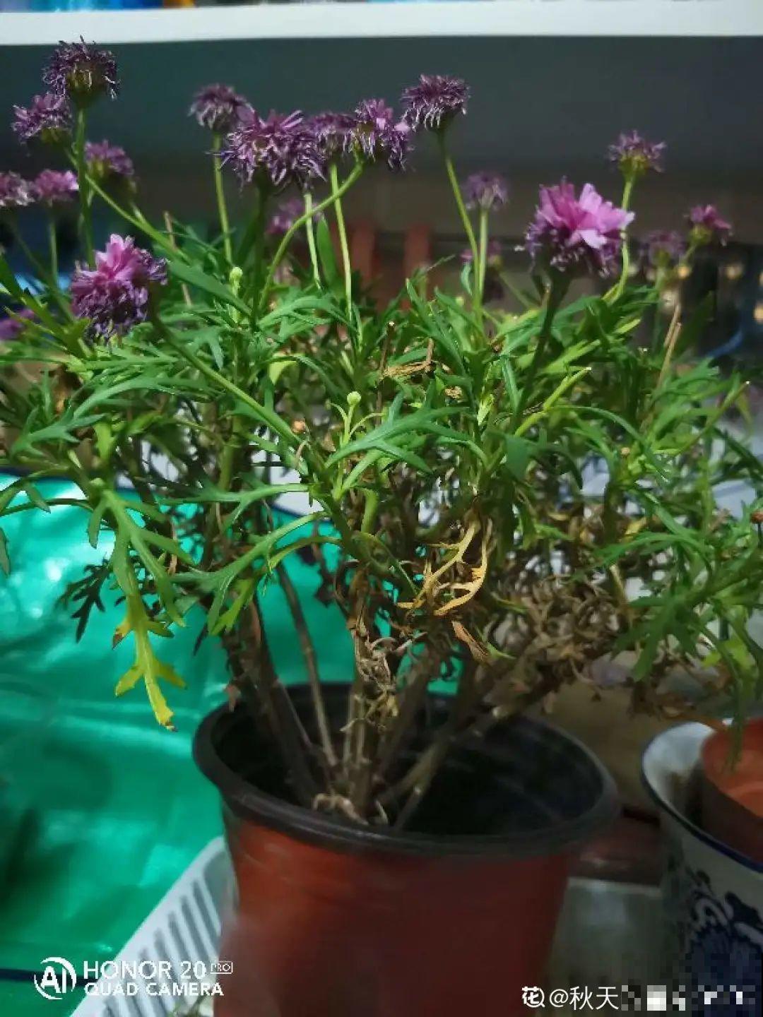 6种花夏天难养，贴土面砍一刀，新芽呼呼冒