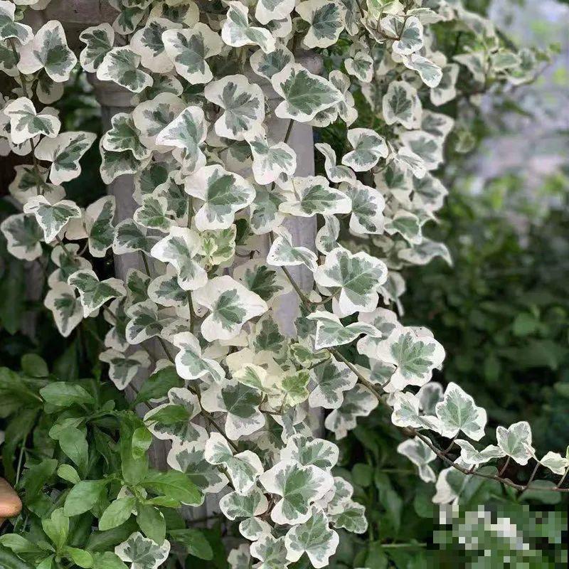 10种花,看着贵气有格调,实际价格很便宜 10种花,看着贵气有格调,实际价格很便宜