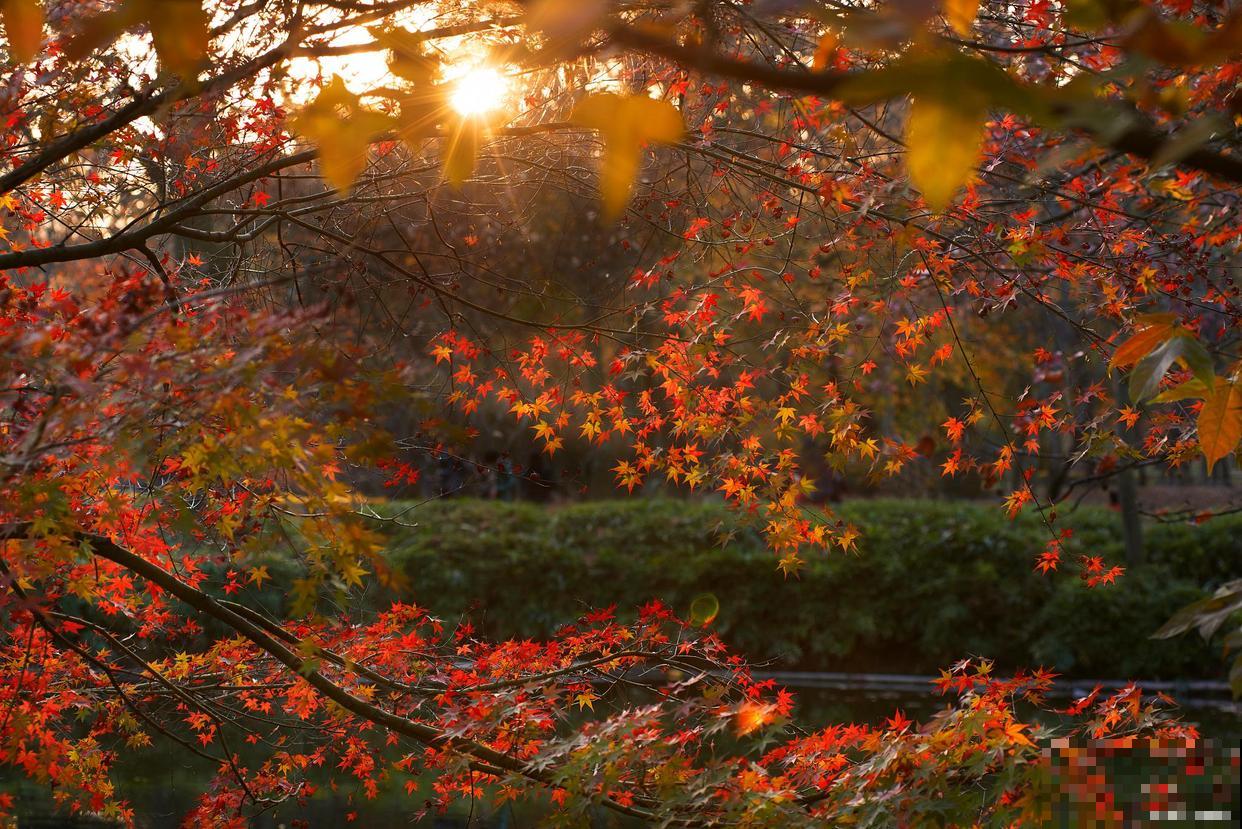 枫叶代表什么象征意义？