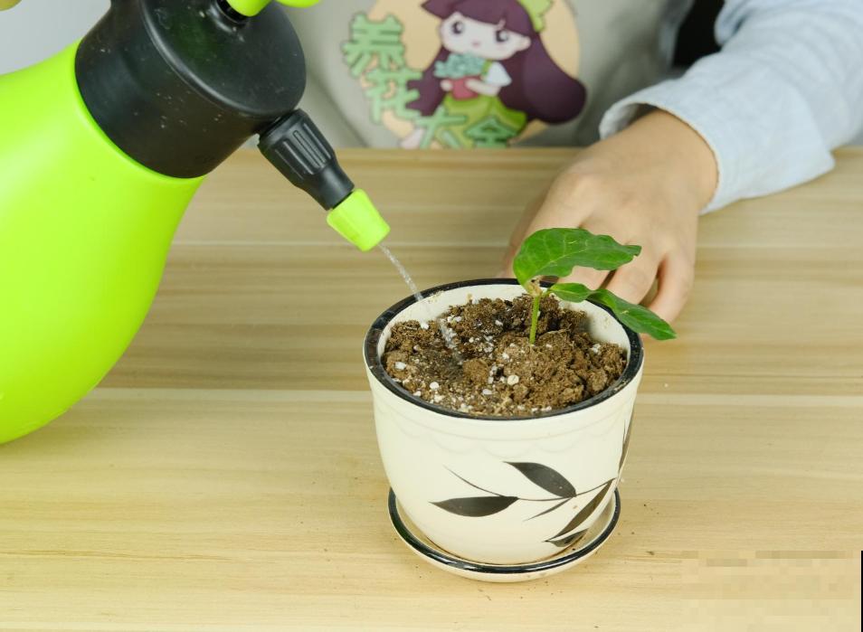 6月份扦插，选好合适的植物品种，沾土、泡水都能活