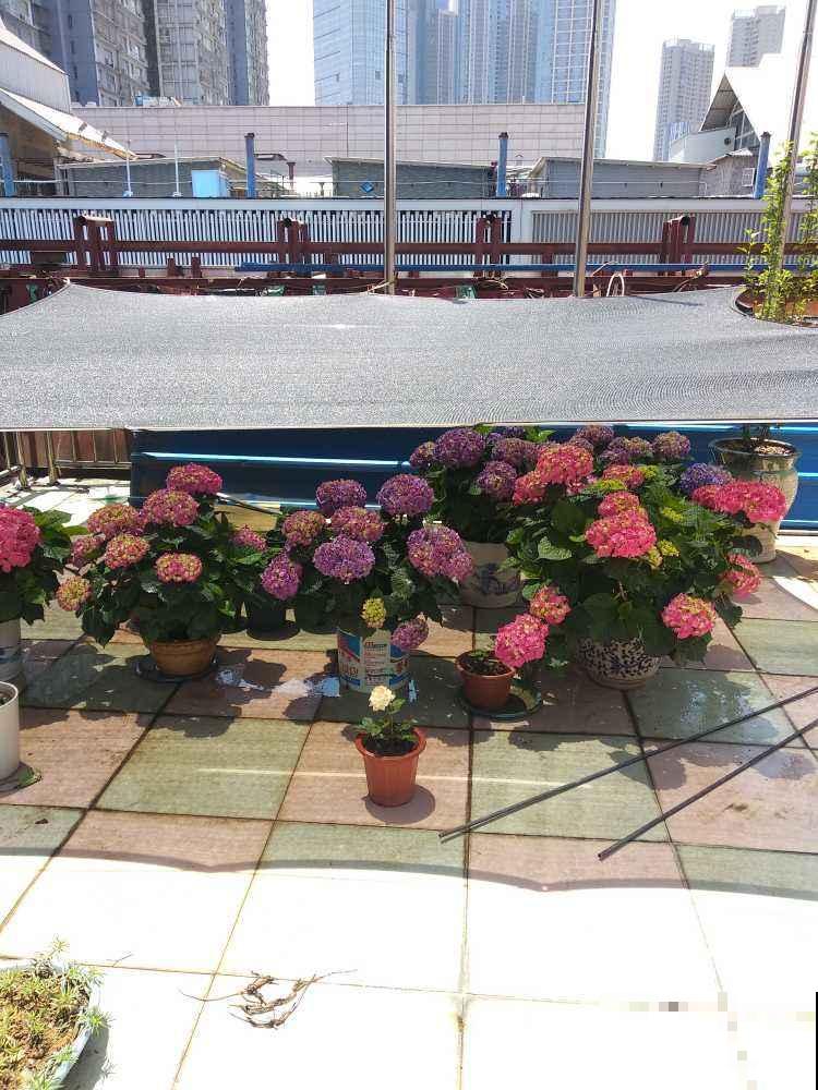 夏天超过30℃，再不给花降温，全都热死了