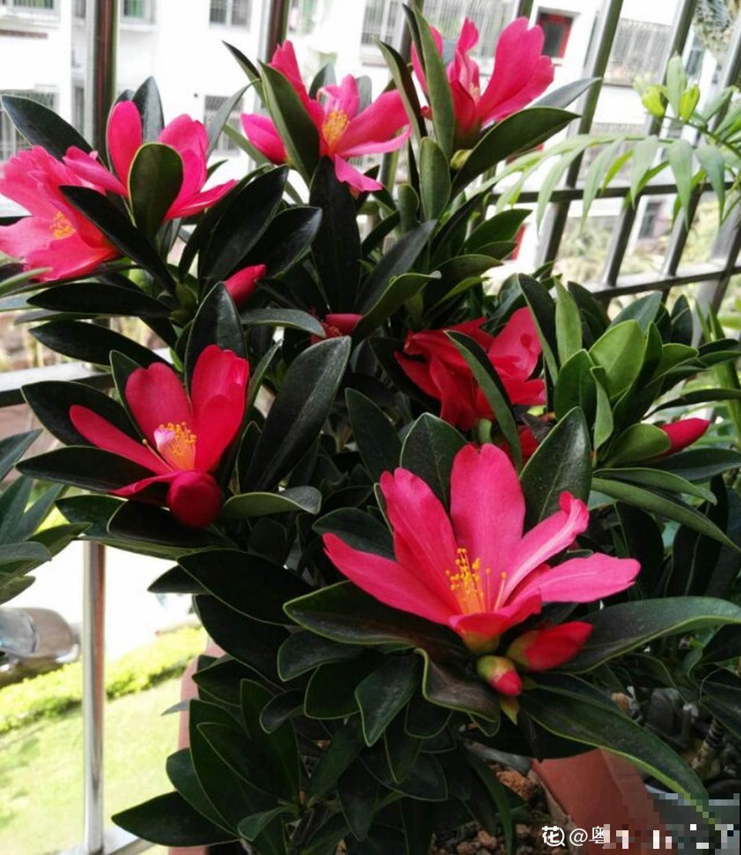 10种花并不是一次性,掌握养护要点,还能复花 10种花并不是一次性,掌握养护要点,还能复花