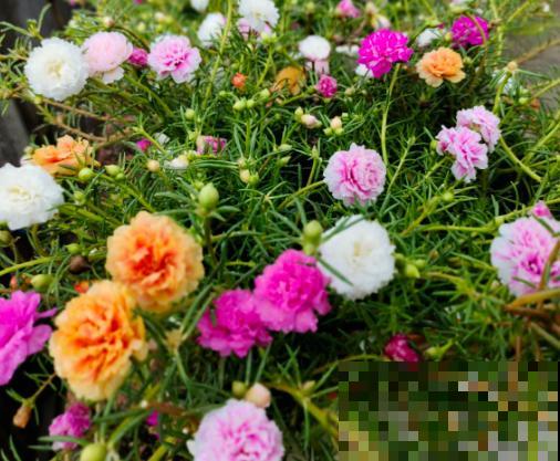 夏天在家养水培花，清清凉凉过夏天，养护超简单