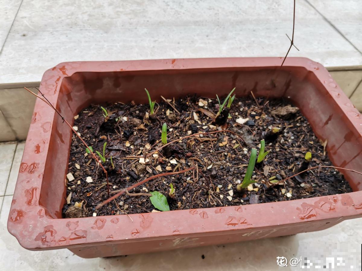 雨天不用躲！一株风雨兰，雨过天晴长更狂