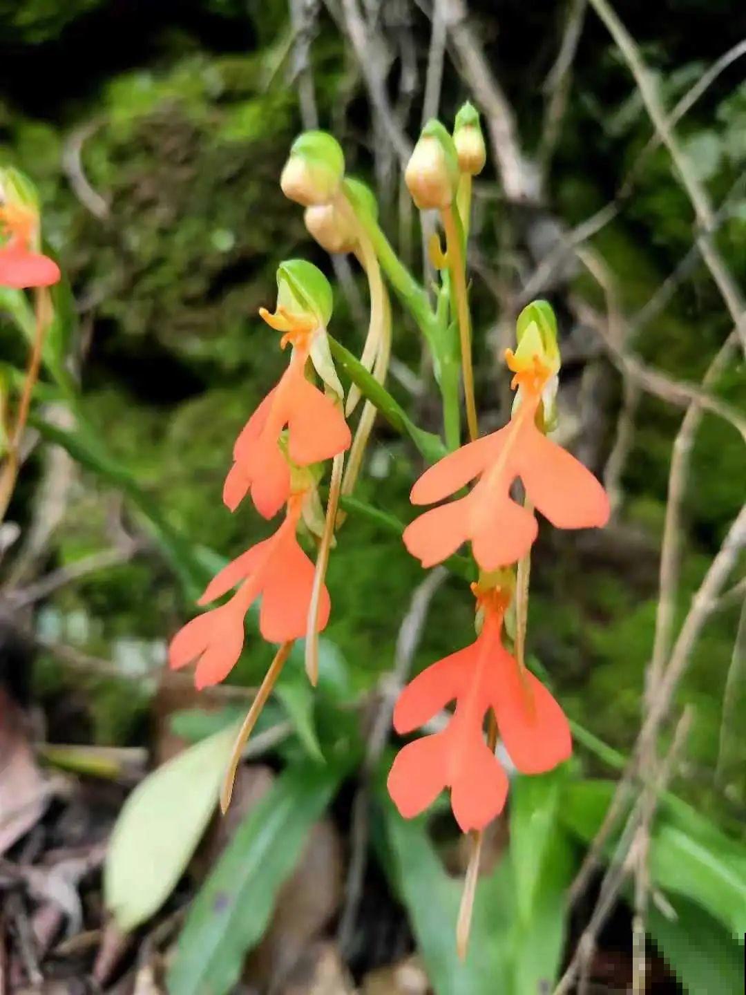路边野花别乱采，采了有麻烦，再好看也别碰
