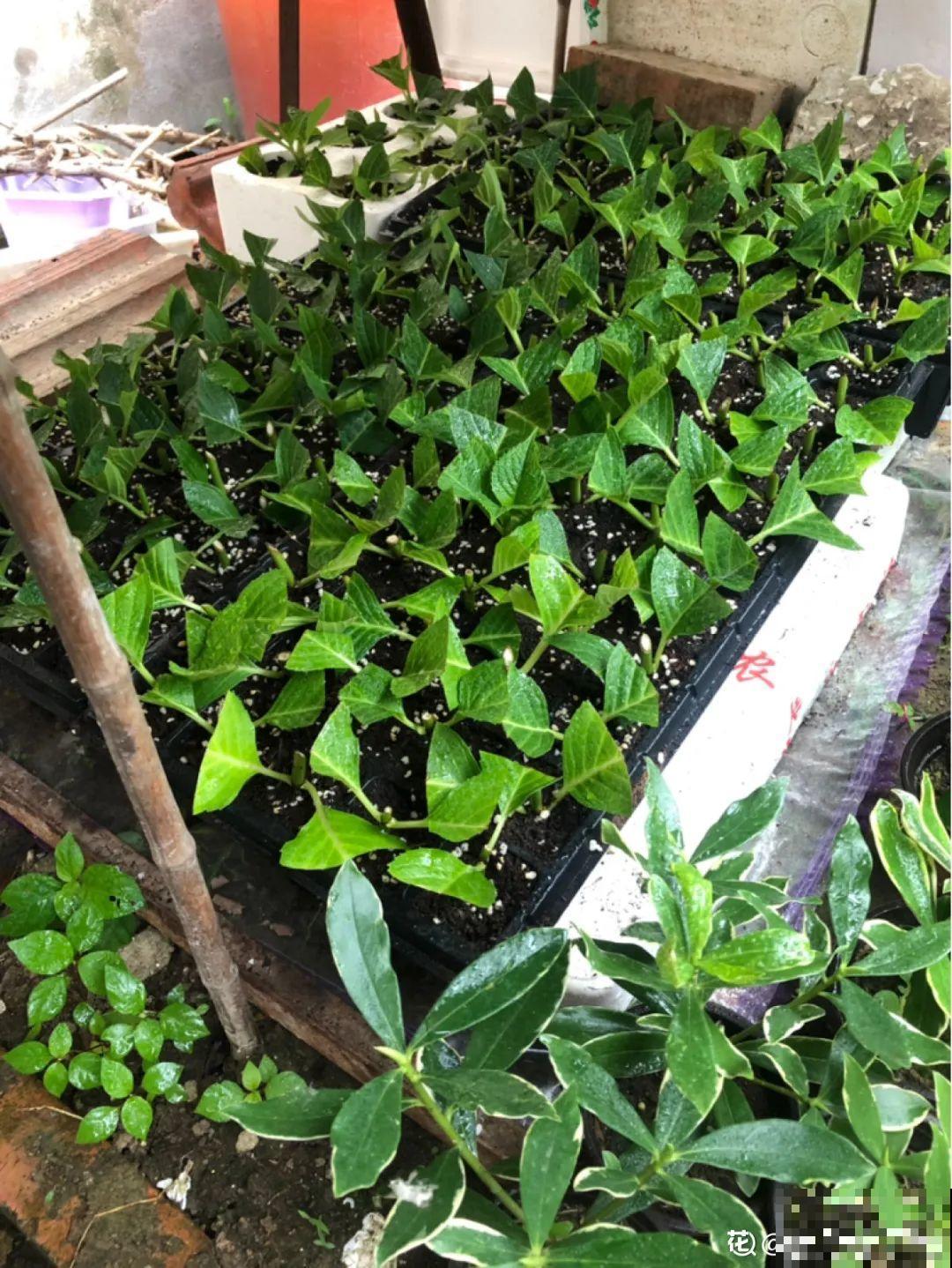 6月份扦插，选好合适的植物品种，沾土、泡水都能活