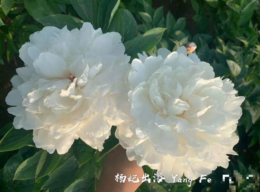 一年只能种一次的花,开花富贵寓意吉祥,堪称“花中宰相” 一年只能种一次的花,开花富贵寓意吉祥,堪称“花中宰相”