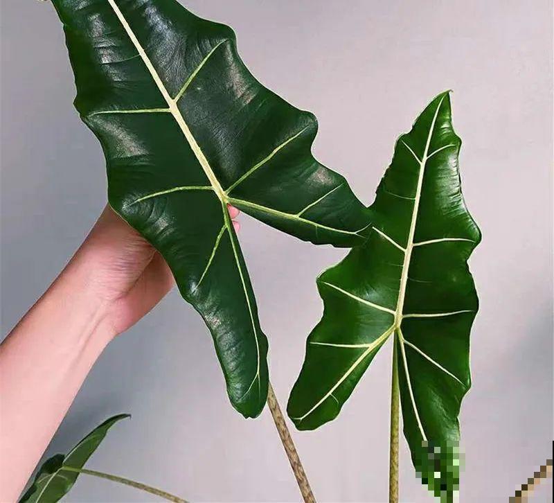 大叶子耐阴花，室内一定养，叶子比脸大，真凉快