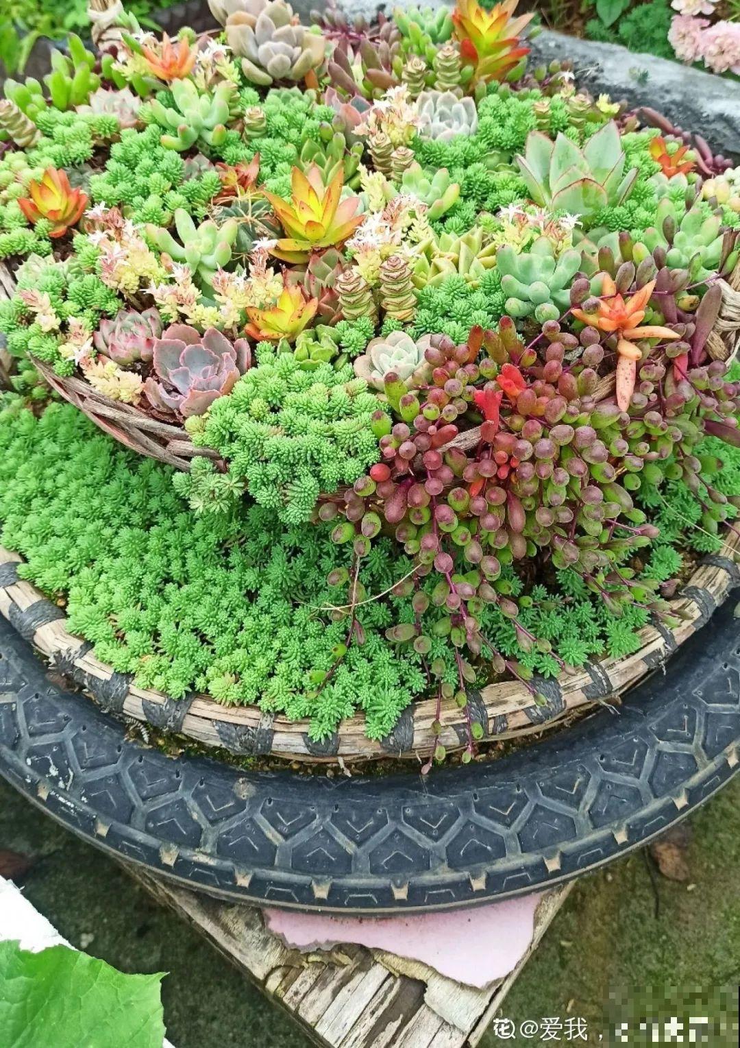 8种花夏天不能买,买回来就死,白浪费钱 8种花夏天不能买,买回来就死,白浪费钱