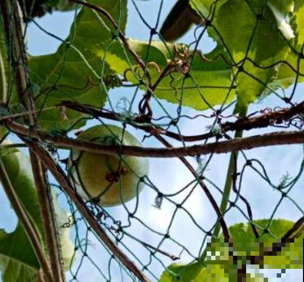 一棵百香果，3种养殖方法，爬藤扎地任你选