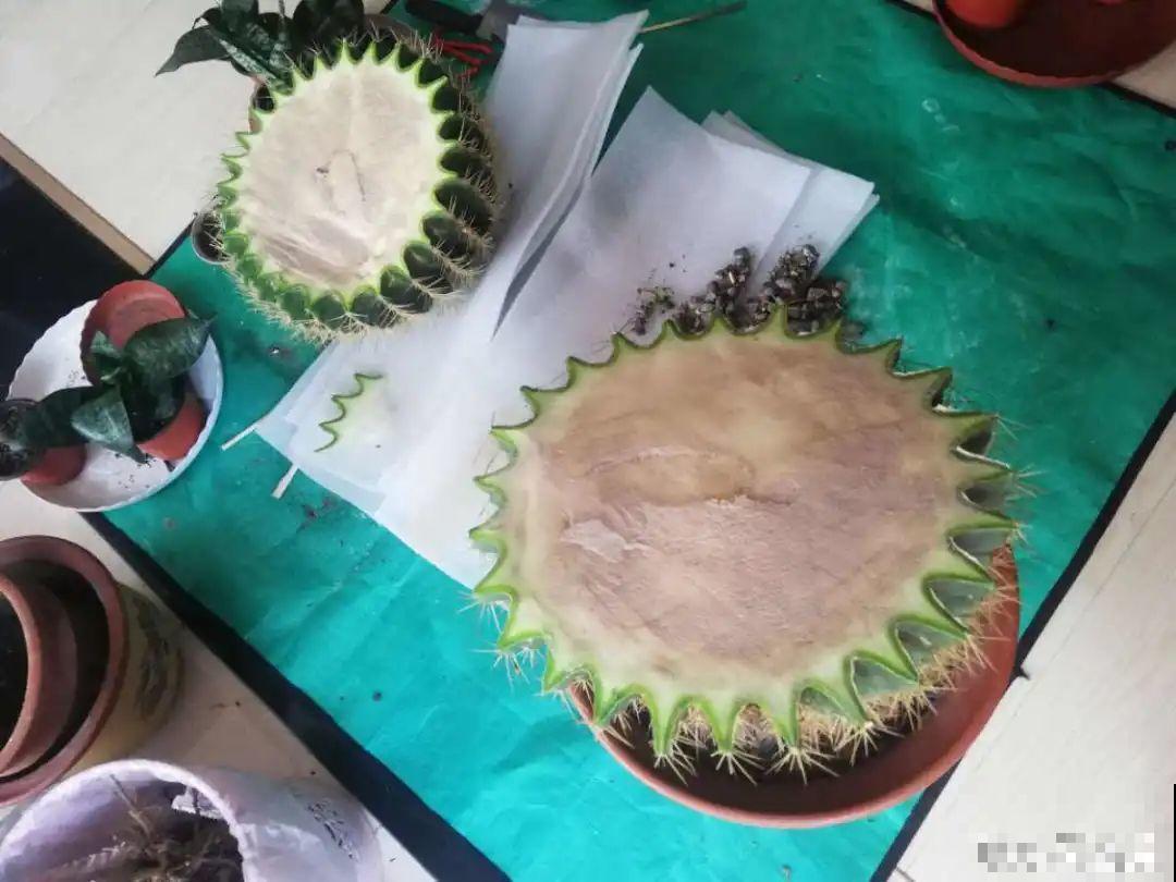 茉莉一长高就剪，别舍不得， 剪对了能快速复花