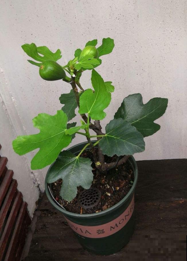 7种最适合阳台养殖的水果，成活率高，果香飘满屋