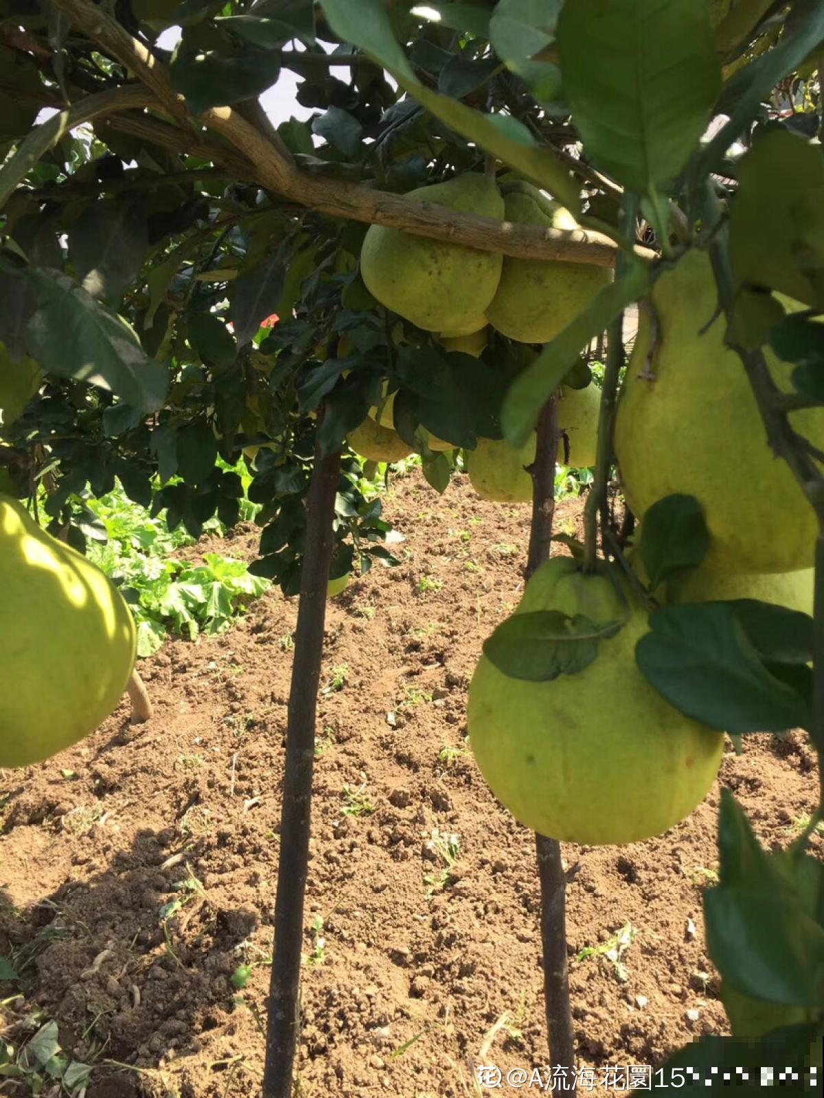 争议大的10种水果，有人说好吃，有人说难吃，你吃过几种