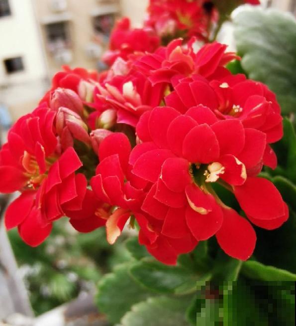 80种常见植物图解，出门识花不求人，倍儿有面子