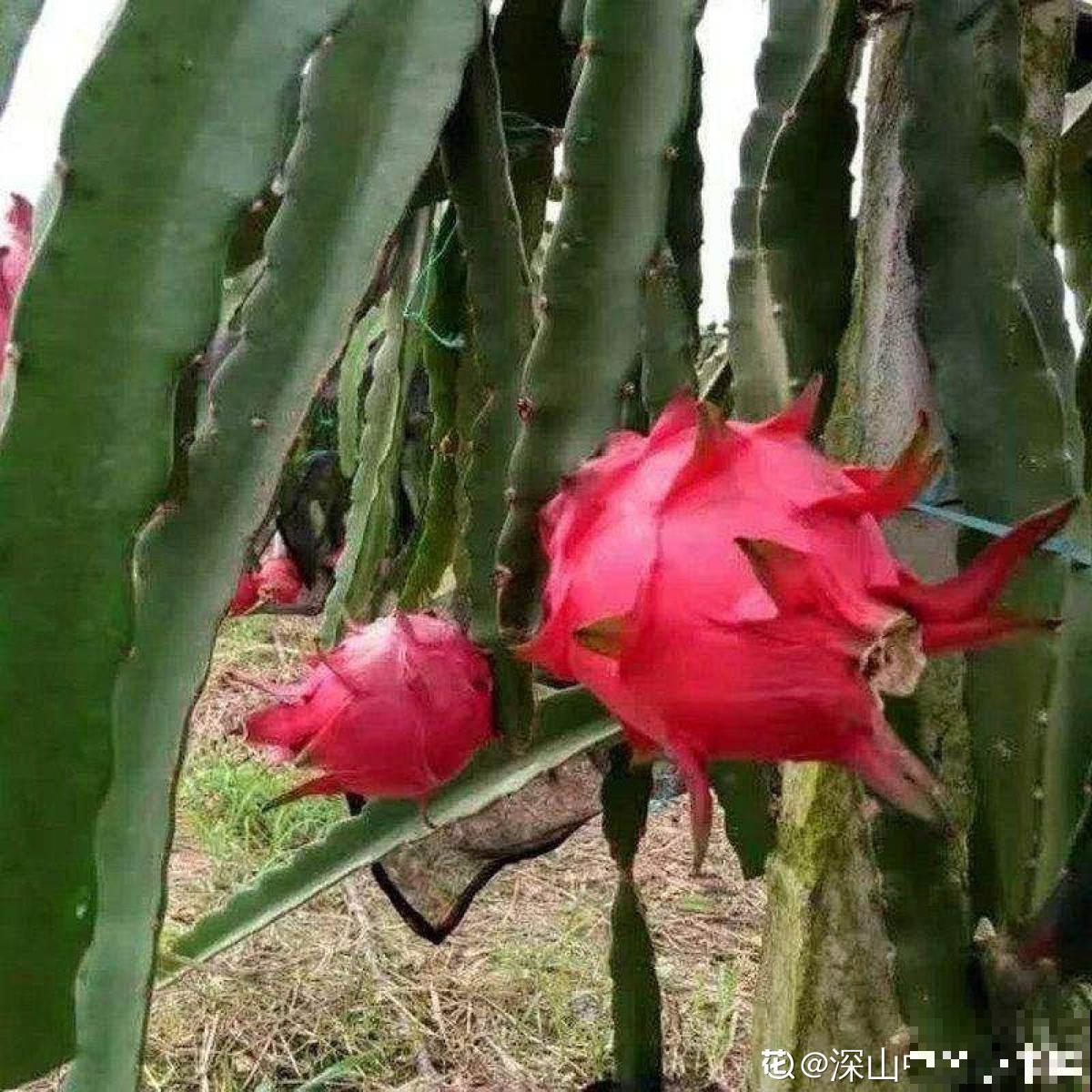 没见过火龙果树？搬来一株苗，长满火龙果