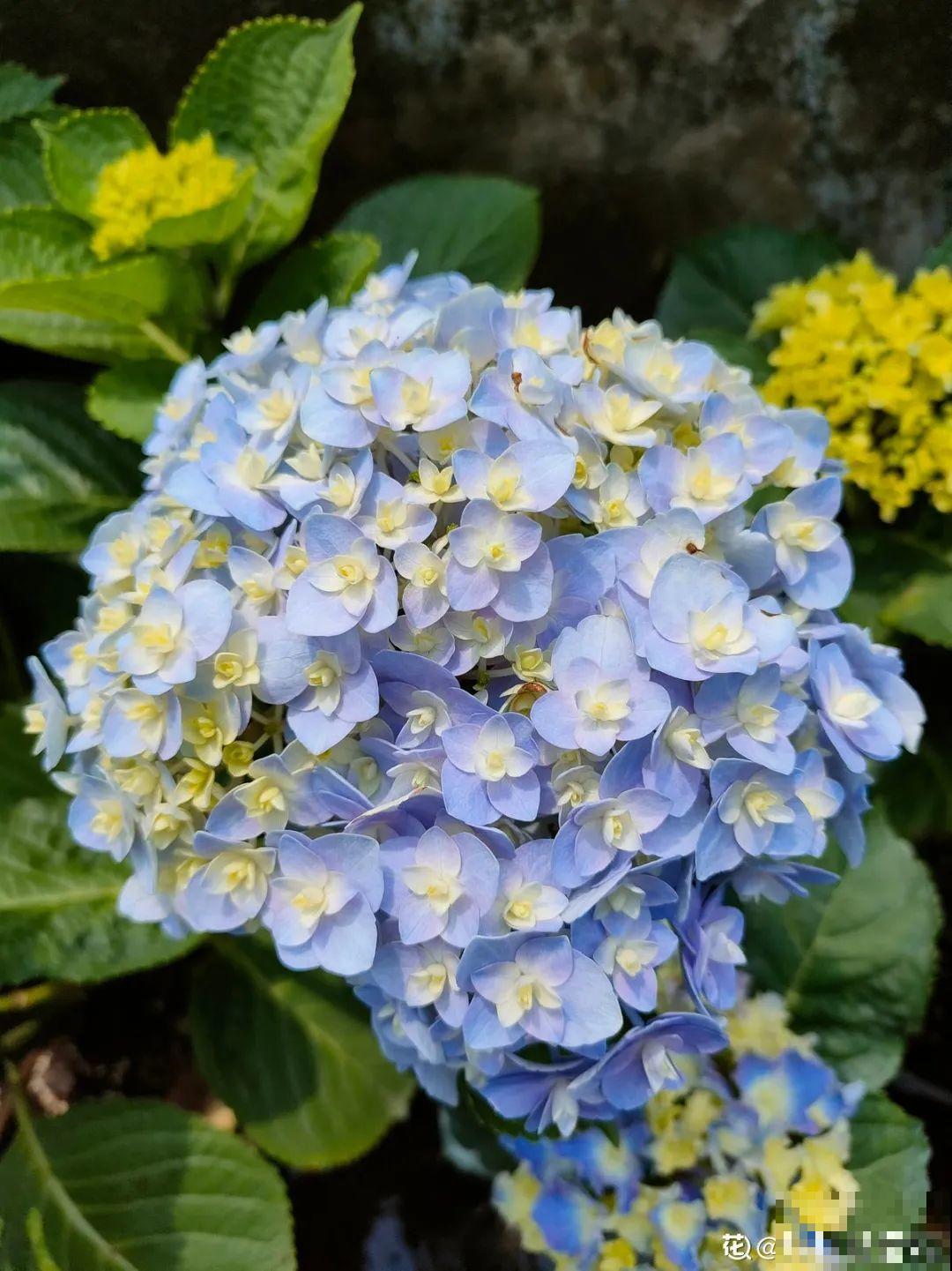 10种花最怕晒，搬进屋里养，不然要死光