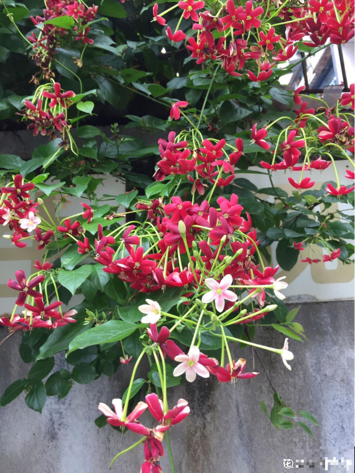 有“商业价值”的植物,绿化带里天天见,不愧是“有颜有市场” 有“商业价值”的植物,绿化带里天天见,不愧是“有颜有市场”