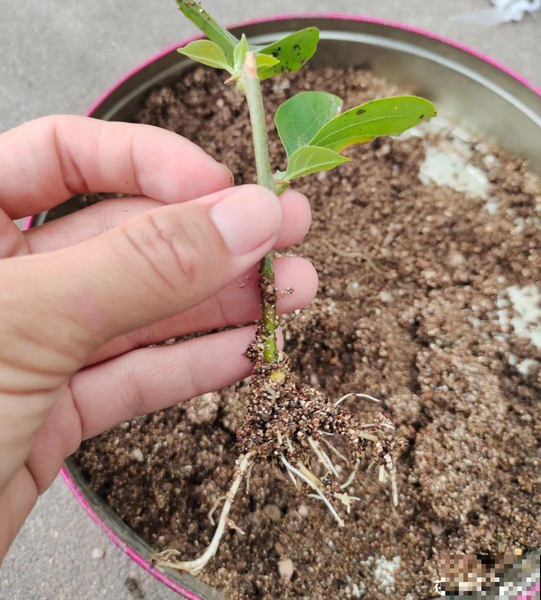 6月份扦插，选好合适的植物品种，沾土、泡水都能活