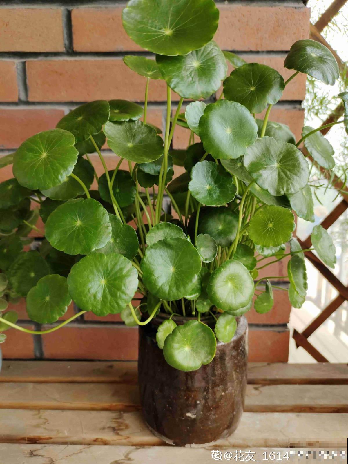 要金钱还是要铜钱，金钱草和铜钱草养哪个最好？