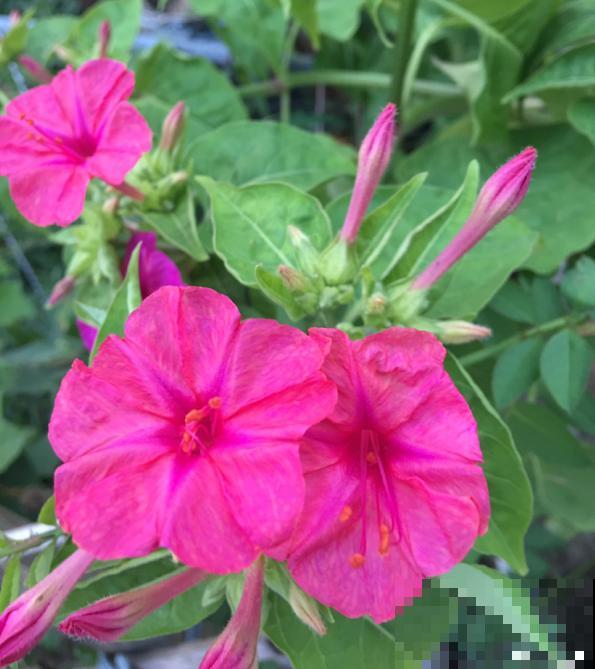 完美“蜕变”的4种花，名字太难听，开花美翻天