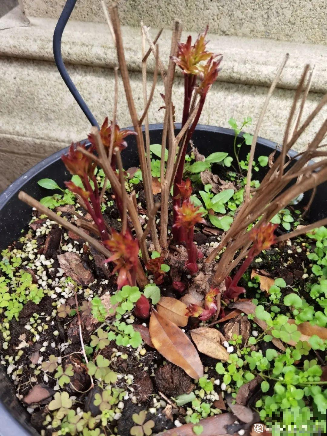 一年只能种一次的花,开花富贵寓意吉祥,堪称“花中宰相” 一年只能种一次的花,开花富贵寓意吉祥,堪称“花中宰相”