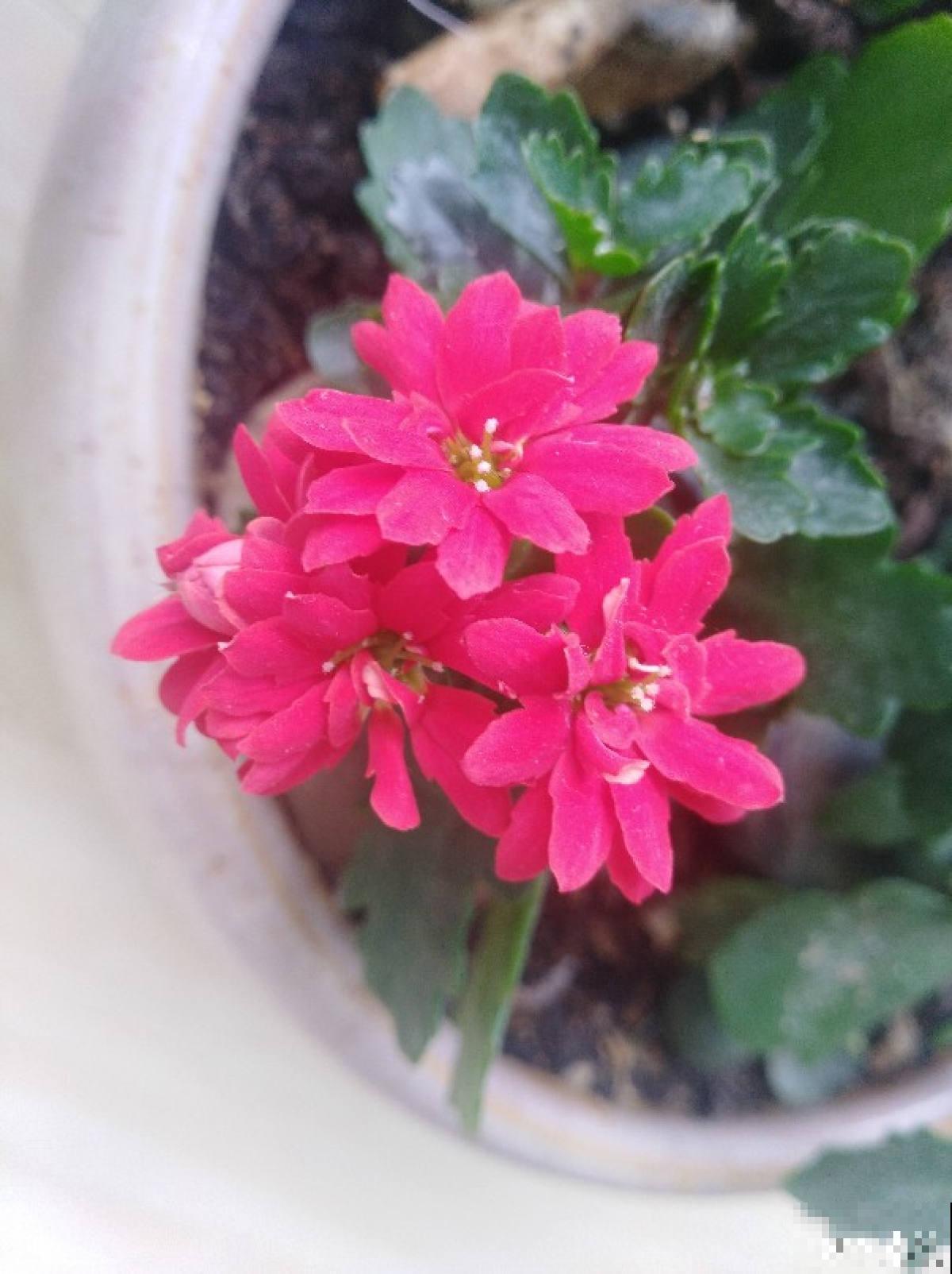 6步养好长寿花,花期超长还能健康长寿 6步养好长寿花,花期超长还能健康长寿