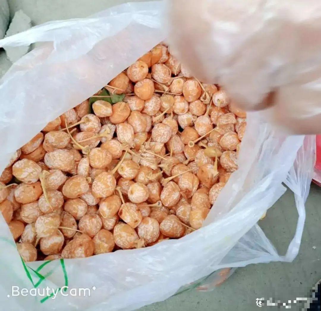 路边的有毒果，被老人捡回家吃，真吓人