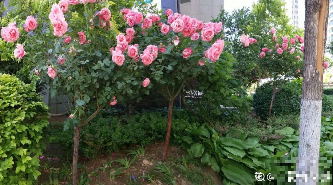 绿化带“壕”无人性，10万块的花堆一起，你认识几个？