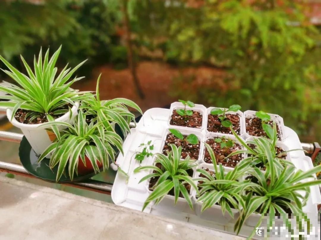 立秋后，7种花要扦插，满盆开花结果子