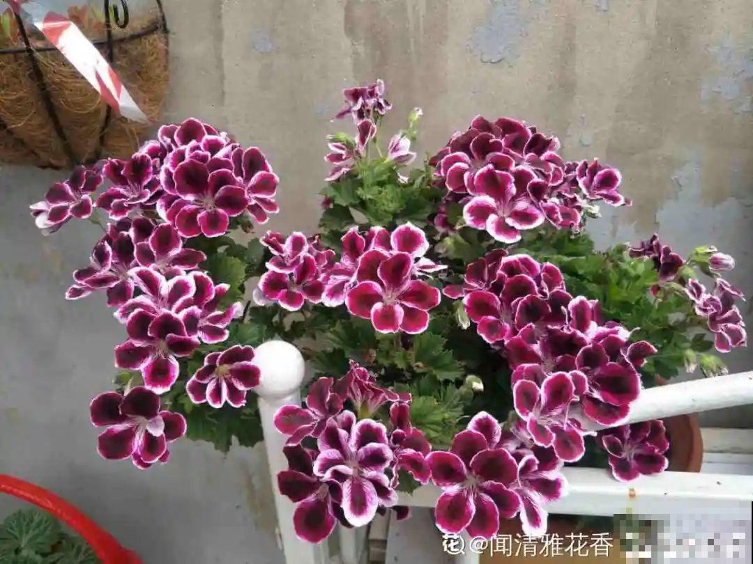初秋8种花不能剪，轻则不开花，严重可能剩空盆