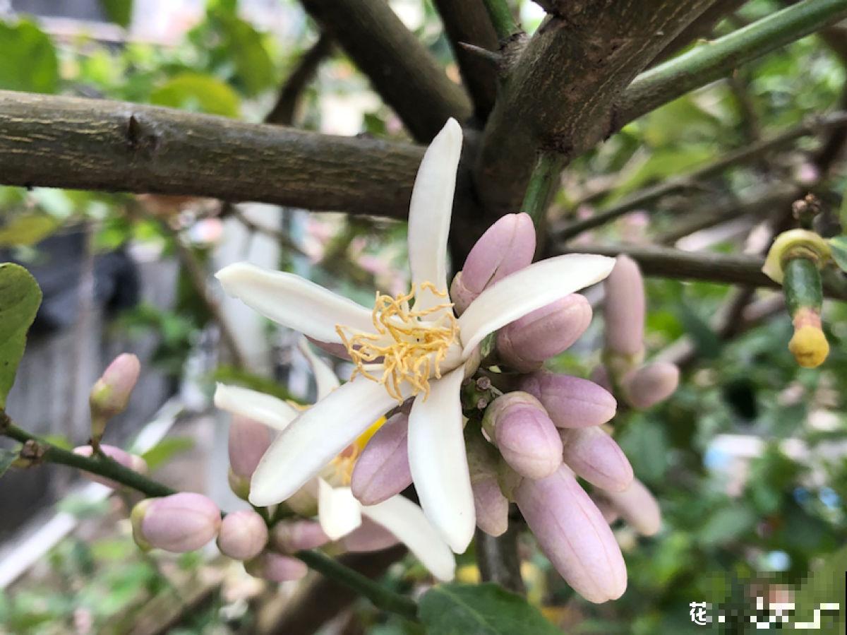 只需4步,在家收获柠檬,让邻居羡慕成“柠檬精” 只需4步,在家收获柠檬,让邻居羡慕成“柠檬精”