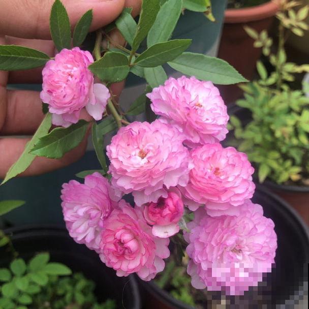 花成了光杆司令，剪一刀撒点药，很快冒新芽