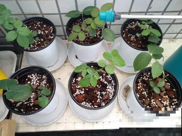 立秋后，7种花要扦插，满盆开花结果子